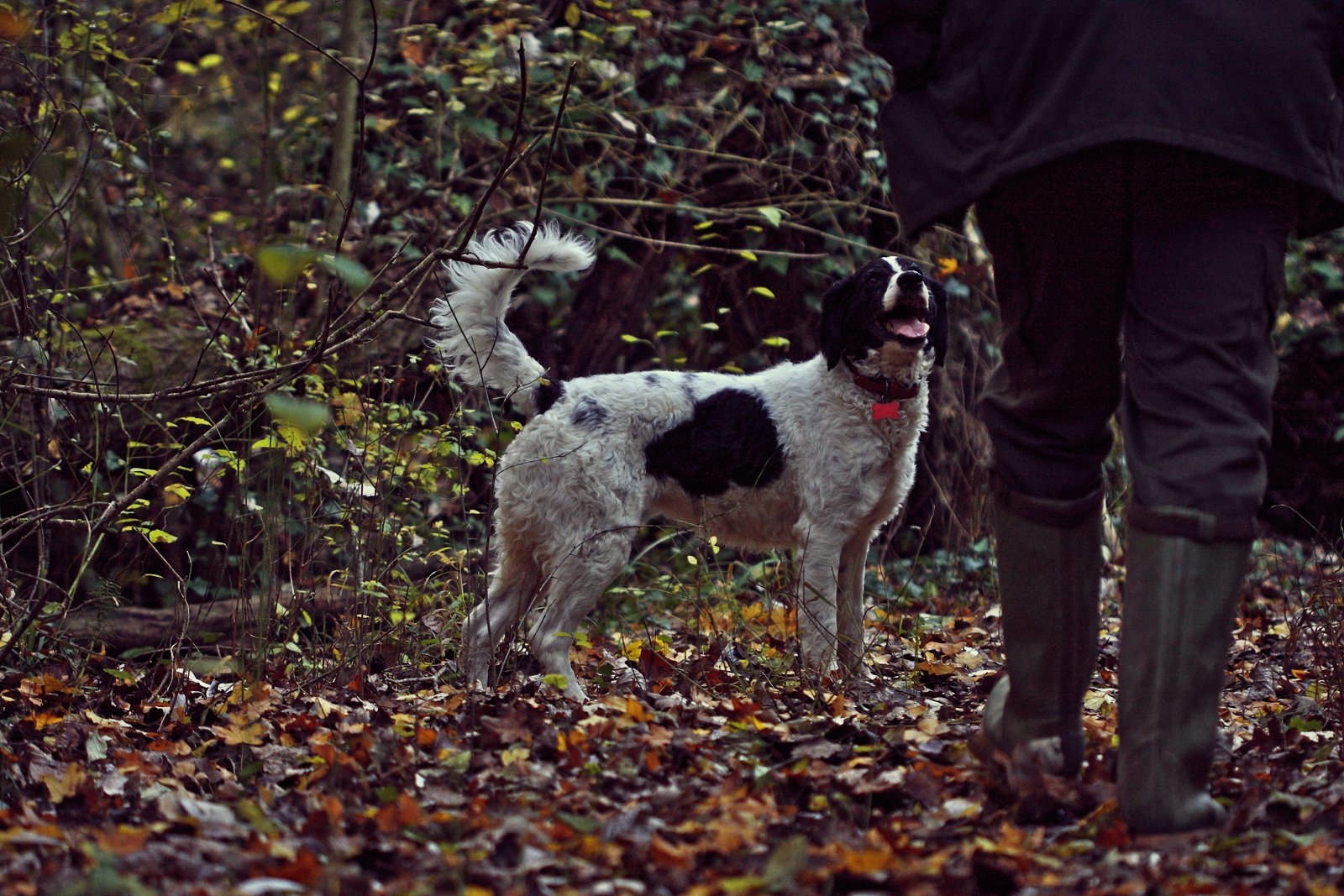 perro caza trufas